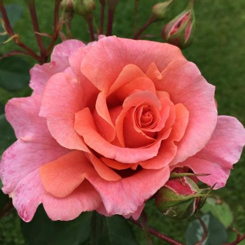 Telt virágú - Rózsa - Alibaba ® - Online rózsa vásárlás